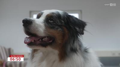 Guten Morgen Österreich