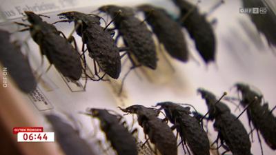 Guten Morgen Österreich