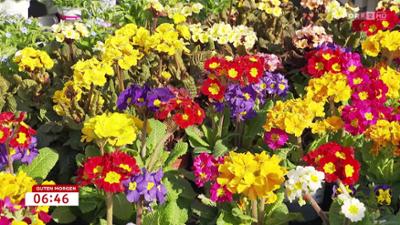 Guten Morgen Österreich