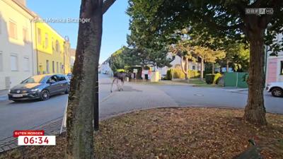 Guten Morgen Österreich