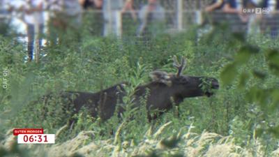 Guten Morgen Österreich