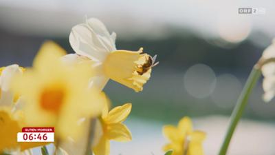 Guten Morgen Österreich