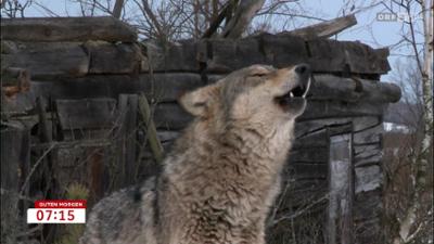 Guten Morgen Österreich