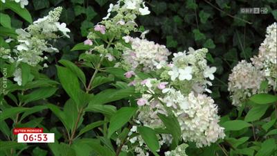 Guten Morgen Österreich