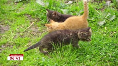 Guten Morgen Österreich