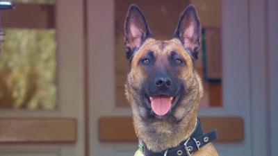 Helfer auf vier Pfoten: Österreich-Bild