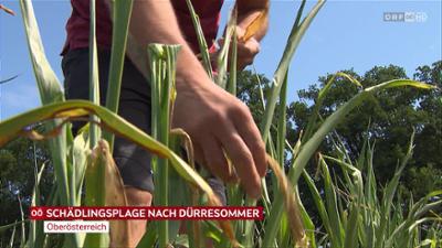 heute kompakt: Oberösterreich heute kompakt
