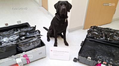 heute kompakt: Niederösterreich heute kompakt