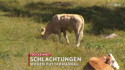 heute kompakt: Vorarlberg heute kompakt