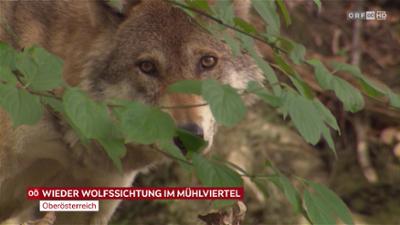 heute kompakt: Oberösterreich heute kompakt