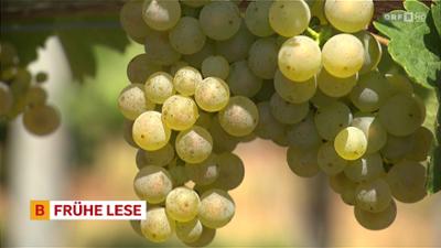 heute kompakt: Burgenland heute kompakt