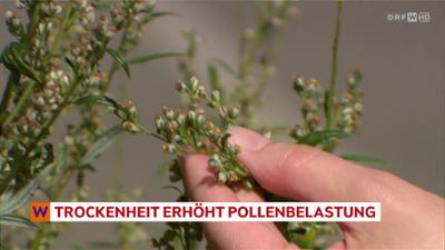 heute kompakt: Wien heute kompakt