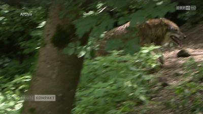 heute kompakt: Niederösterreich heute kompakt