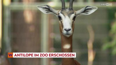 heute kompakt: Wien heute kompakt