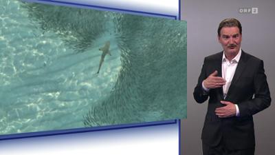 Mayrs Magazin - Wissen für alle