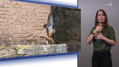 Mayrs Magazin - Wissen für alle