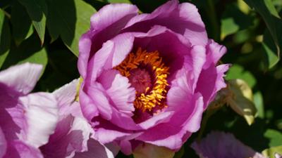 Natur im Garten: Gartentipps von Karl Ploberger