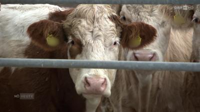 Niederösterreich heute