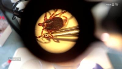 Oberösterreich heute