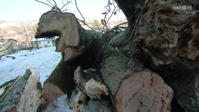 Oberösterreich heute