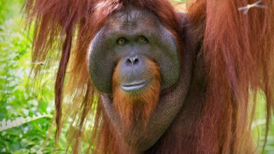 Orang Utans - Borneos Waldmenschen: Universum