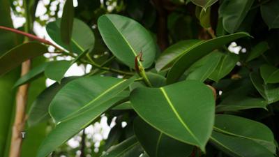 Pflanzerei: Rezepte aus dem eigenen Garten