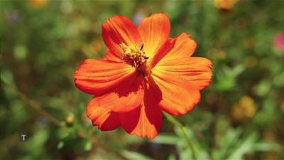 Pflanzerei: Rezepte aus dem eigenen Garten