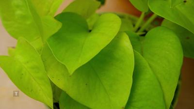 Pflanzerei: Rezepte aus dem eigenen Garten