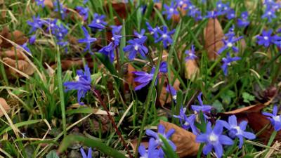 Pflanzerei: Rezepte aus dem eigenen Garten