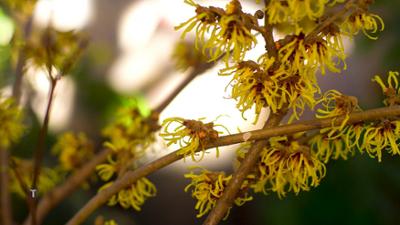 Pflanzerei: Rezepte aus dem eigenen Garten
