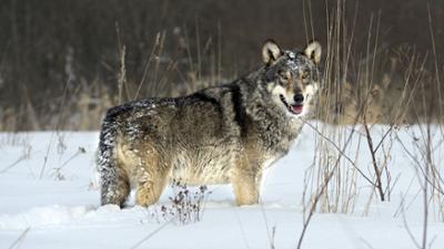 Radioaktive Wölfe: Tschernobyls verbotene Wildnis: Leben in der Todeszone