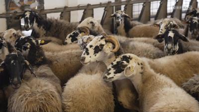 Servus, Srecno, Ciao