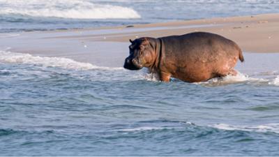 Surfing Hippos - Der Strand der Dschungeltiere: Universum