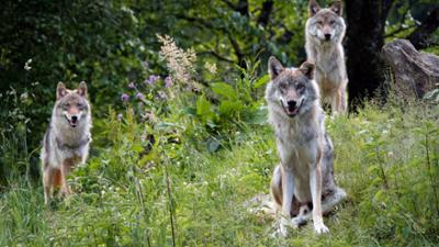 Tierische Augenblicke: Erlebnis Österreich