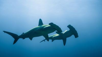 Universum: Hawaii -  Inseln der wilden Wunder (2/2)