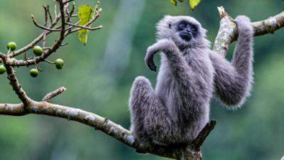 Universum: Java & Bali: Paradies im Bann der Elemente