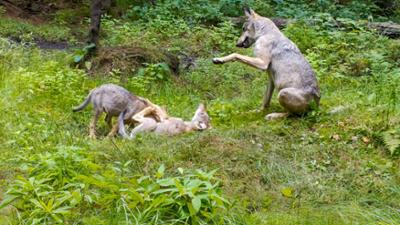 Universum: Wildtiere privat: Einzigartige Blicke in verborgene Welten