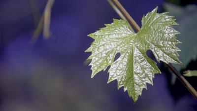 Vielfalt im Glas - Welschriesling neu entdeckt: Österreich-Bild