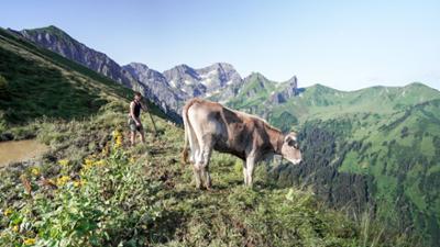Almgeschichten aus Vorarlberg: Land der Berge