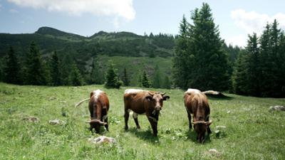 Almleben am Salzburger Untersberg: Land der Berge