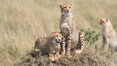 Amazing Animal Families – Episode 2: Tierischer Alltag