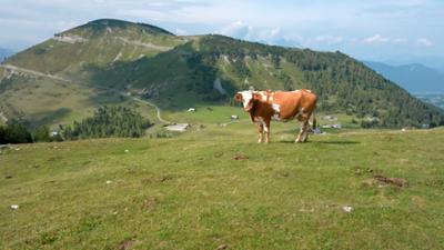 Auf Schritt und Tratt - Die Almenwelt rund um den Salzburger Trattberg: Das wilde Herz Salzburgs