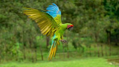 Costa Rica - Der Regenwald der Österreicher: Universum