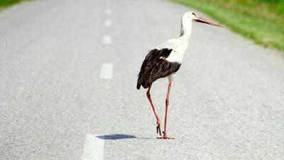 Der Flug der Störche: Universum