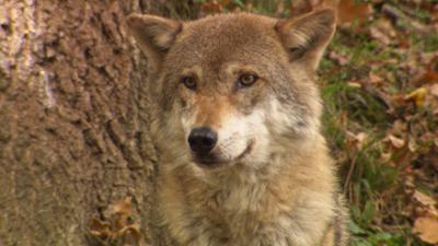 Der Wolf: Unser Österreich