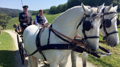 Die Wiener Lipizzaner: Aus dem Rahmen