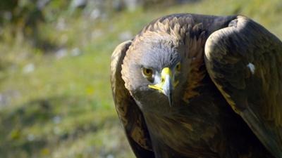 Expeditionen: Tierwelt der Alpen - Sommer