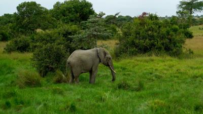 Expeditionen: Kenias Elefanten-Highway