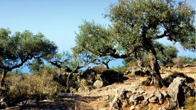 Expeditionen: Der Garten der Götter