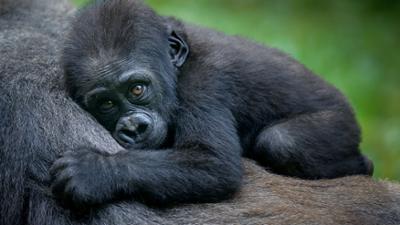 Expeditionen: Tierischer Alltag - Episode 2